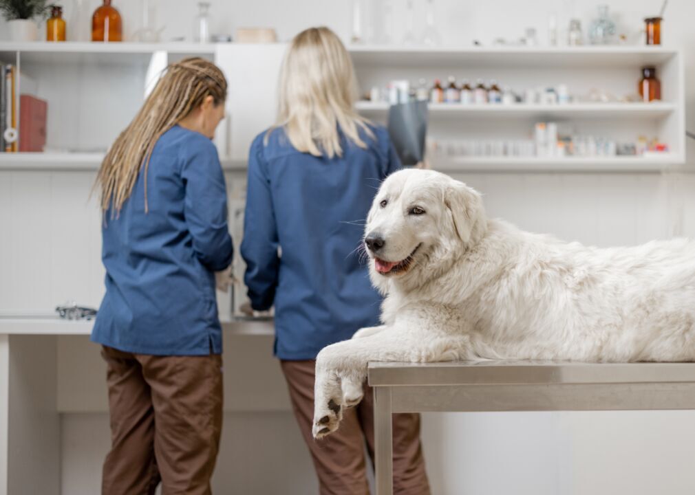 Vet costs for dogs in 25 U.S. cities